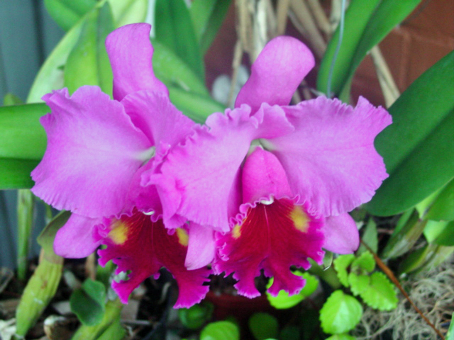 cattleya Turambeat