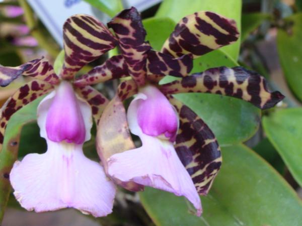 cattleya-aclandiae