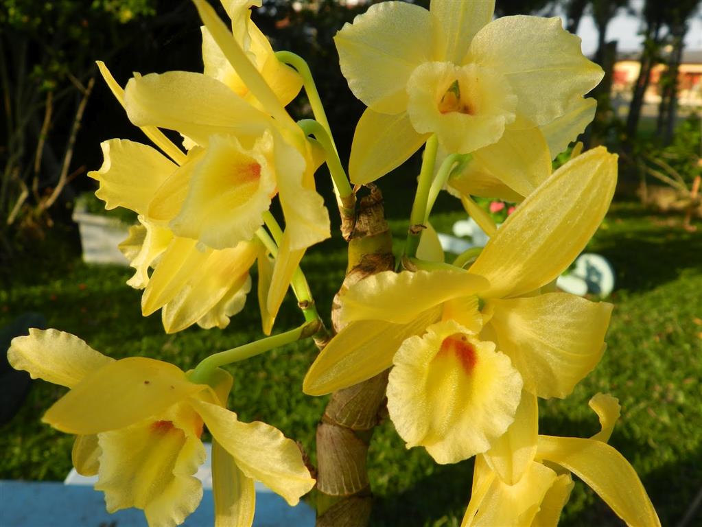 cattleya amarela