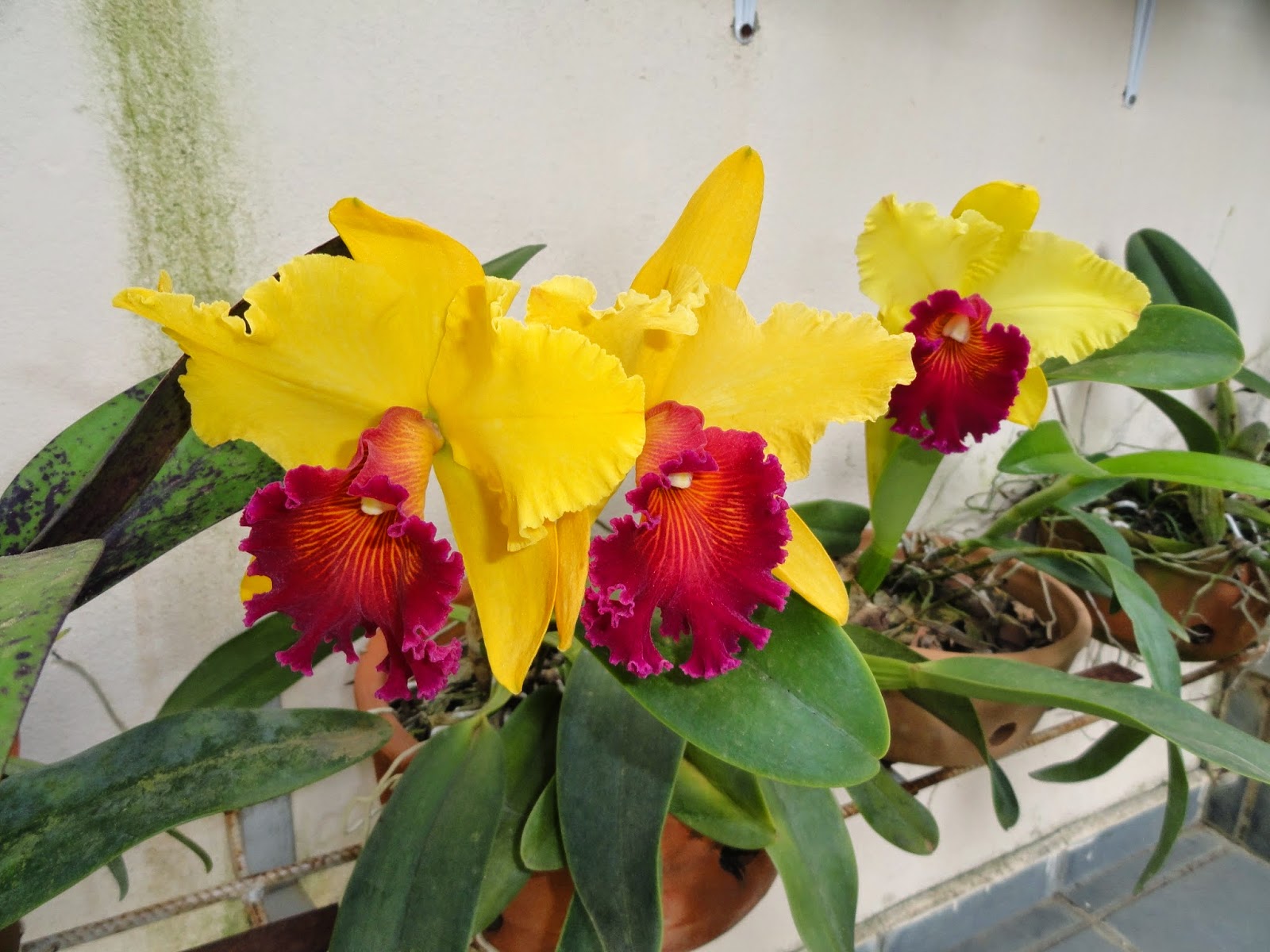 cattleya amarela