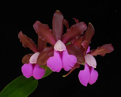 cattleya bicolor