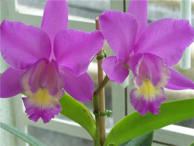 cattleya dolosa x cattleya walqueriana  )