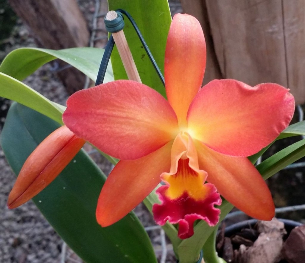 cattleya-hibrida