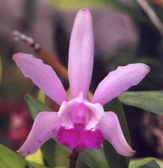 cattleya intermedia