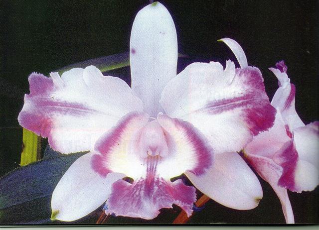 cattleya intermedia var. flamea ametista