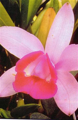 cattleya intermedia var. marginata