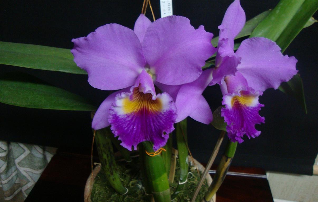 cattleya-labiata