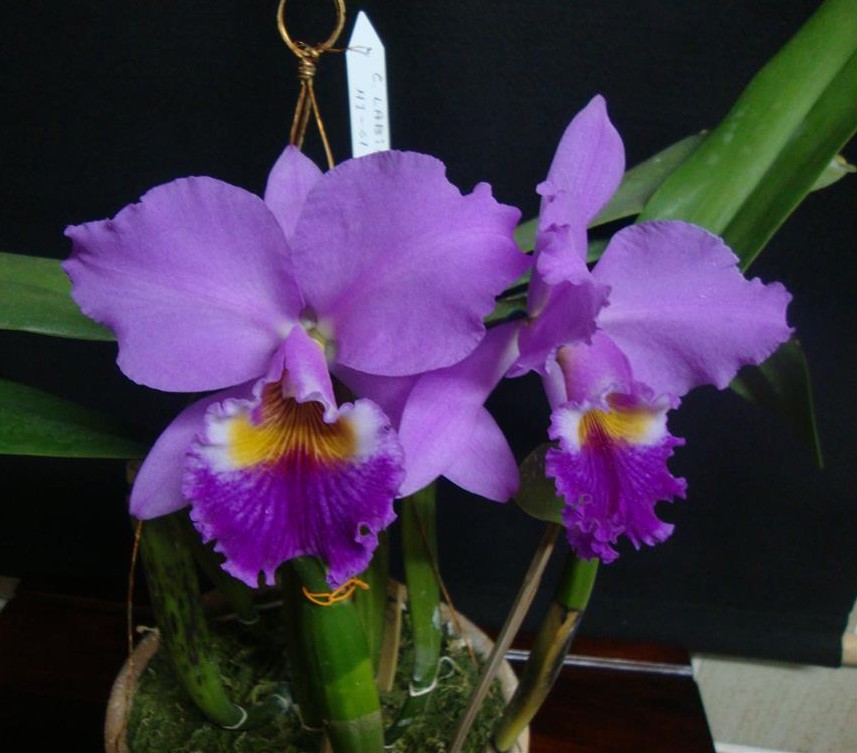 cattleya-labiata7