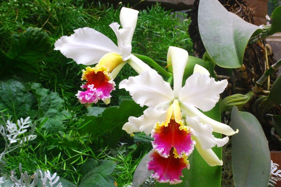 cattleya-rex