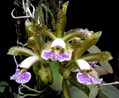 cattleya-schilleriana