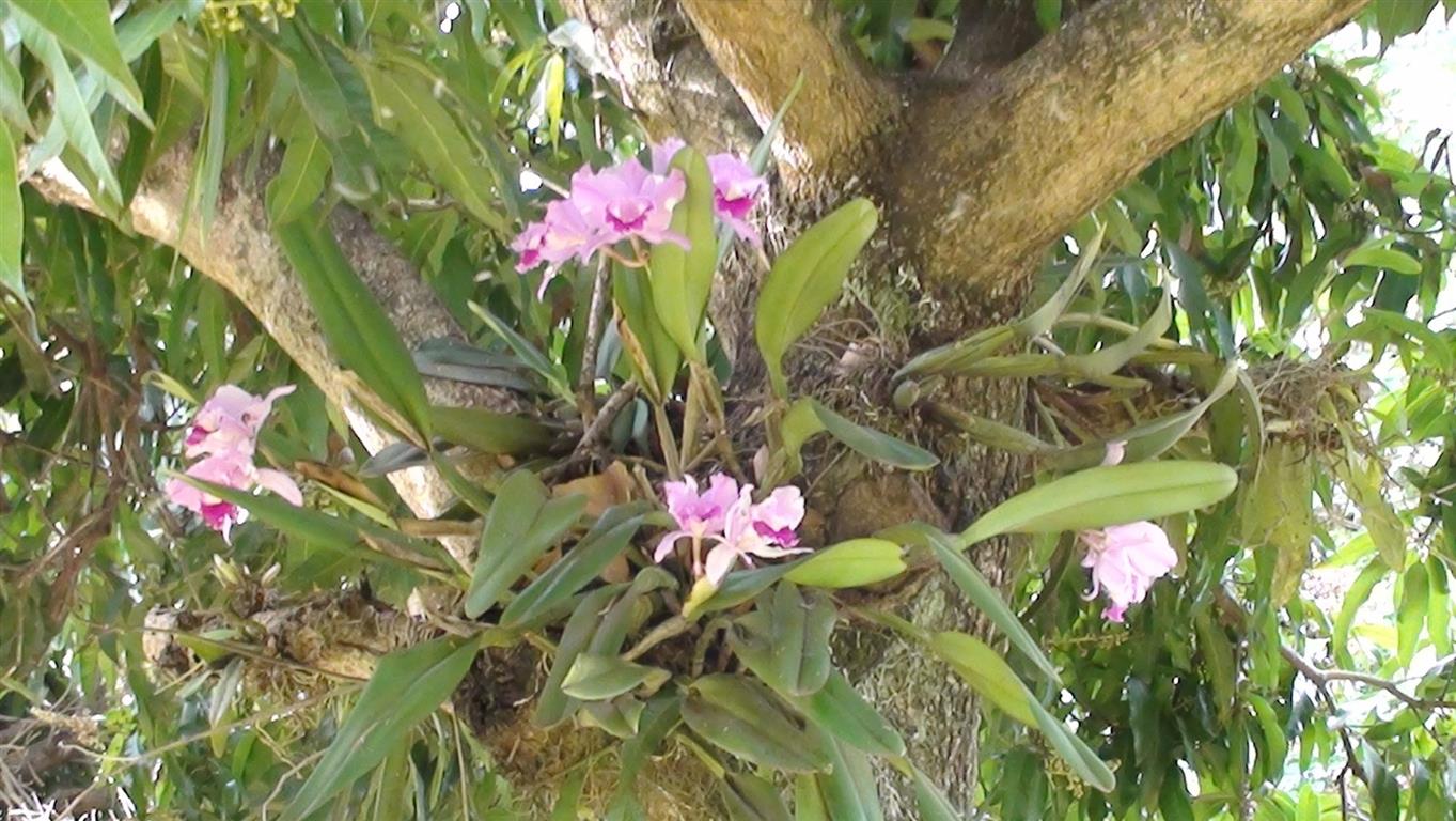 cattleya (terrestre)