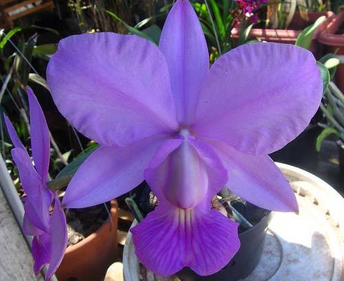 cattleya walqueriana 2