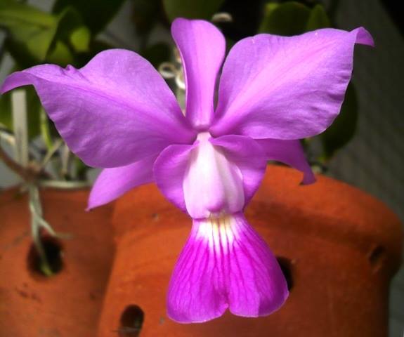 cattleya walqueriana