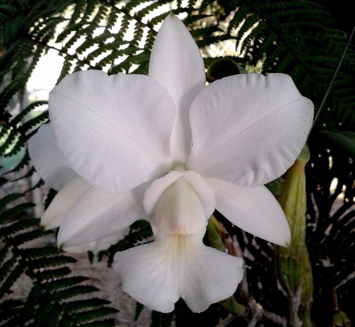 cattleya walqueriana alba