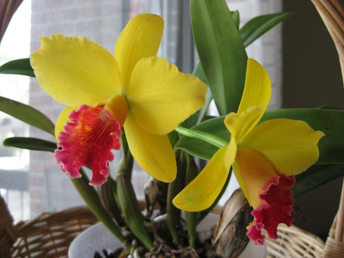 cattleya