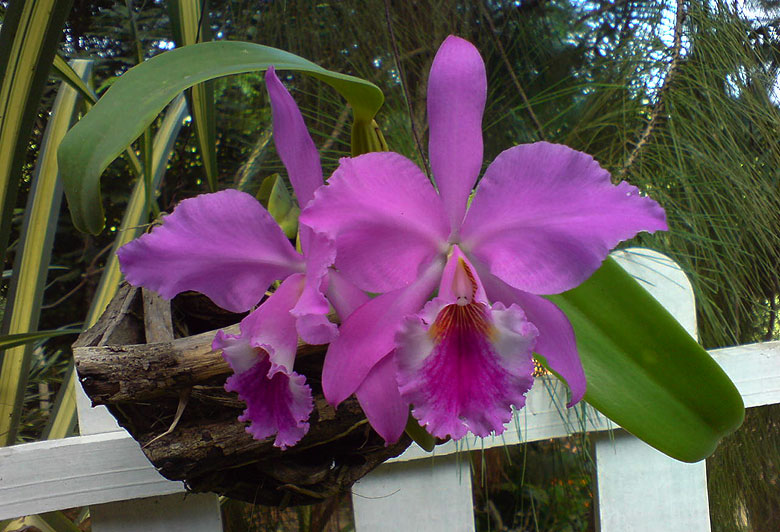 cattleya