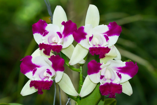 cattleya1