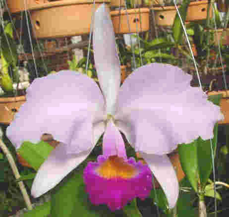 cattleya_trianae