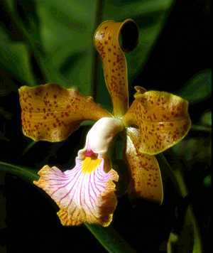 cattleya_velutina