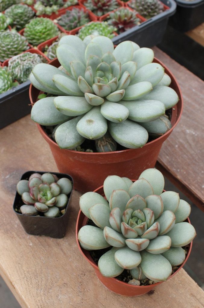 Graptoveria amethorum