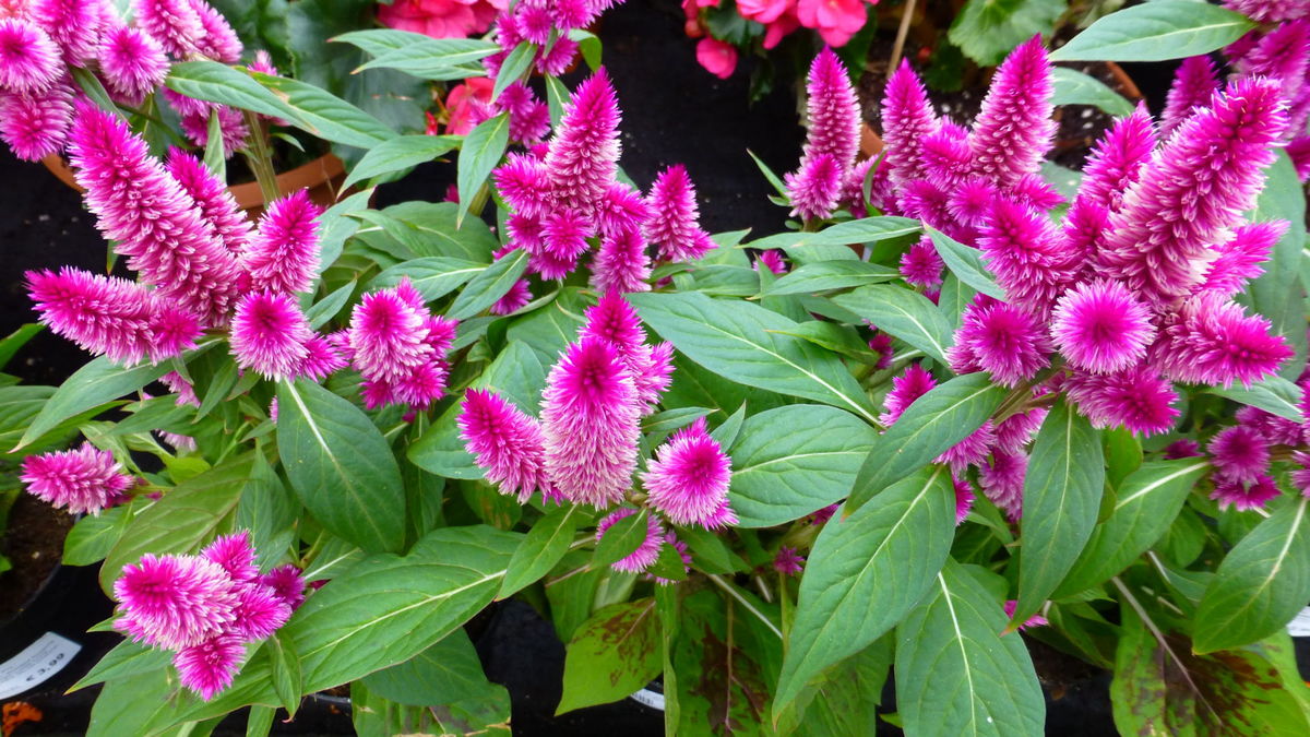 celosia