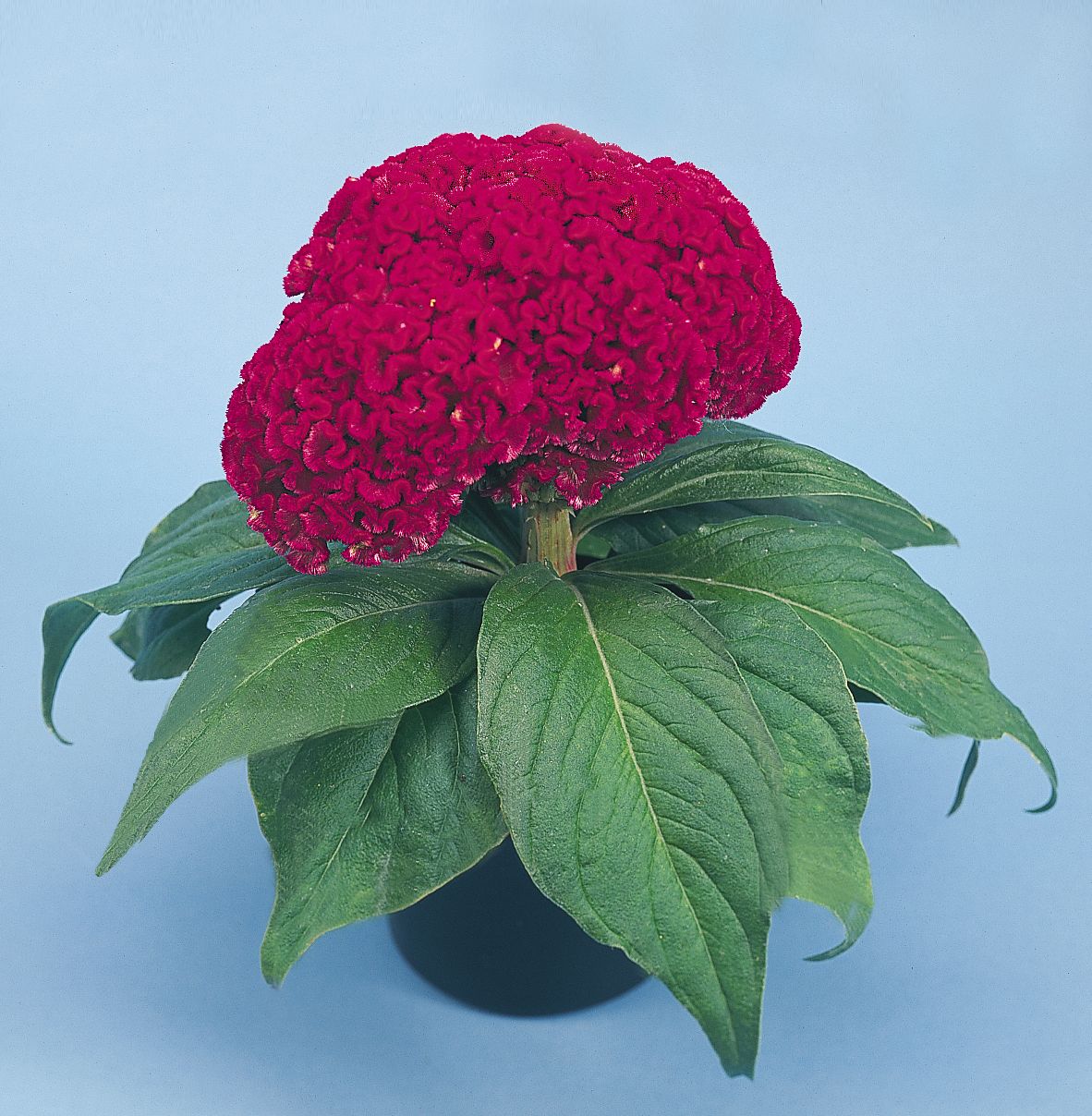 celosia-cristata-70-1