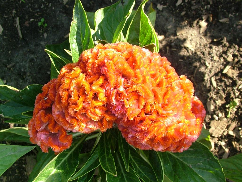 celosia-cristata