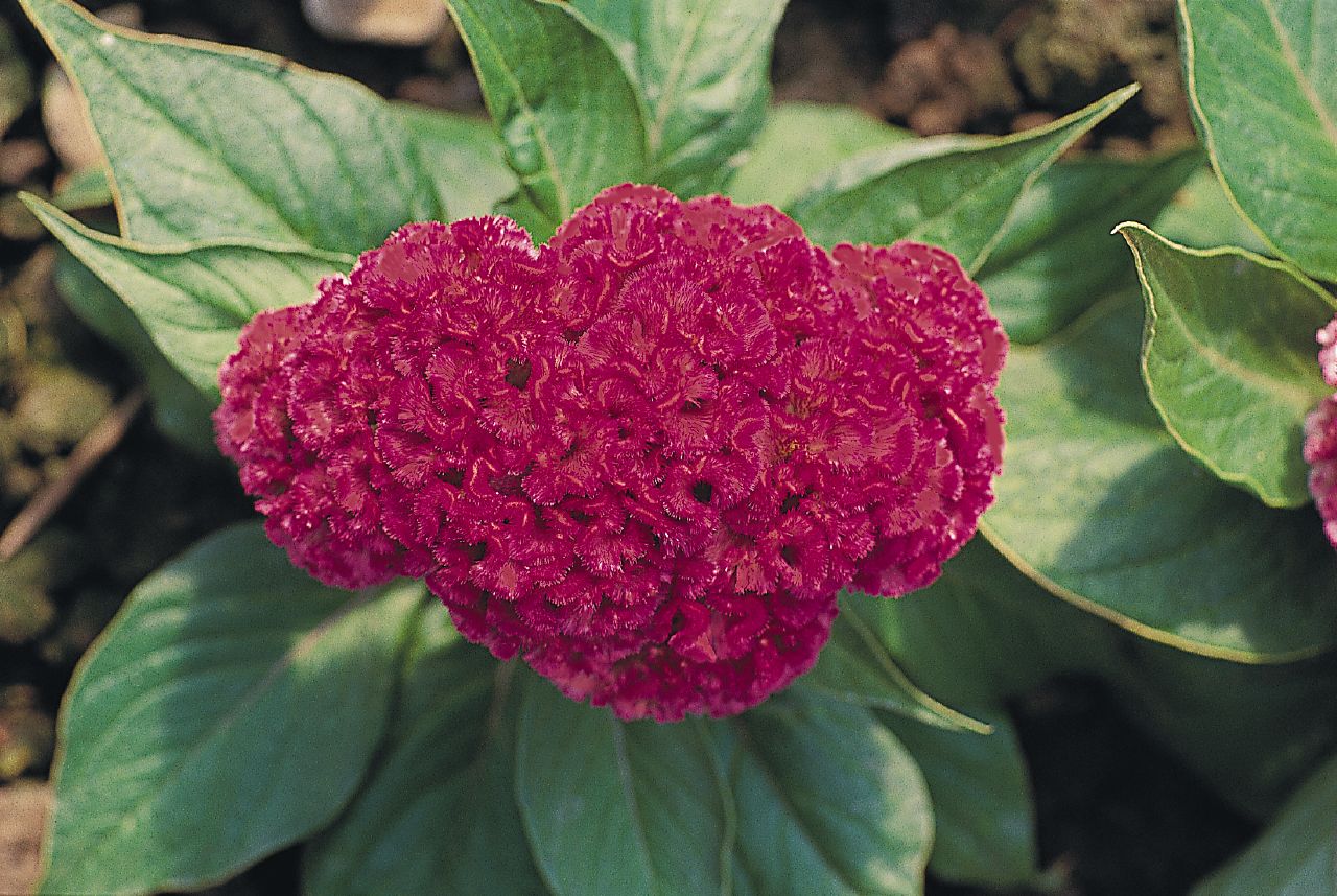 celosia-cristata