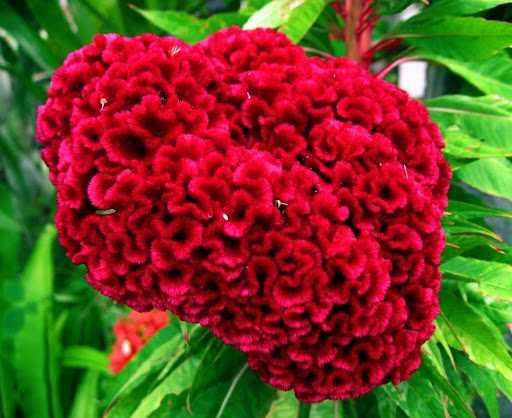 Crista-de-galo (Celosia cristata)