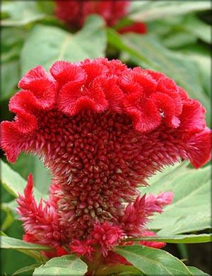 celosia2