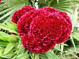 celosia_cristata