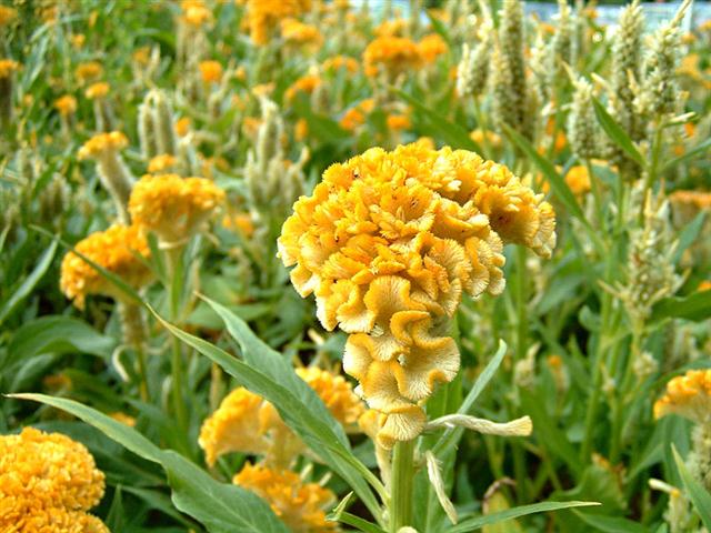 celosia_cristata_cockscomb