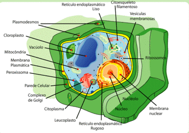 celulavegetal