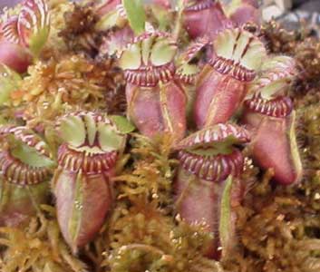 cephalotus-folicularis