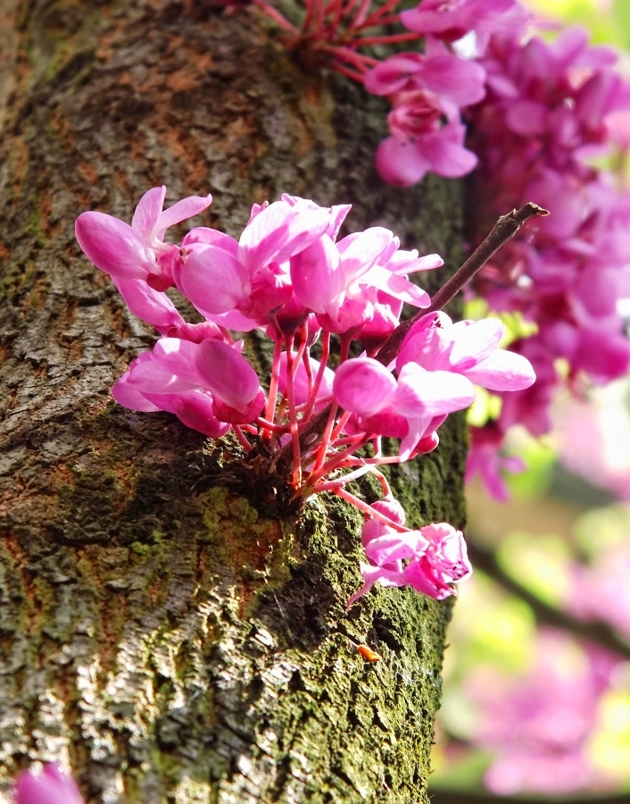 cercis 3