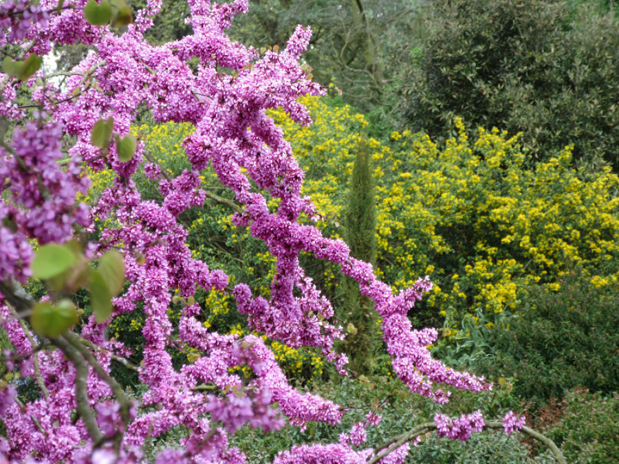 cercis1