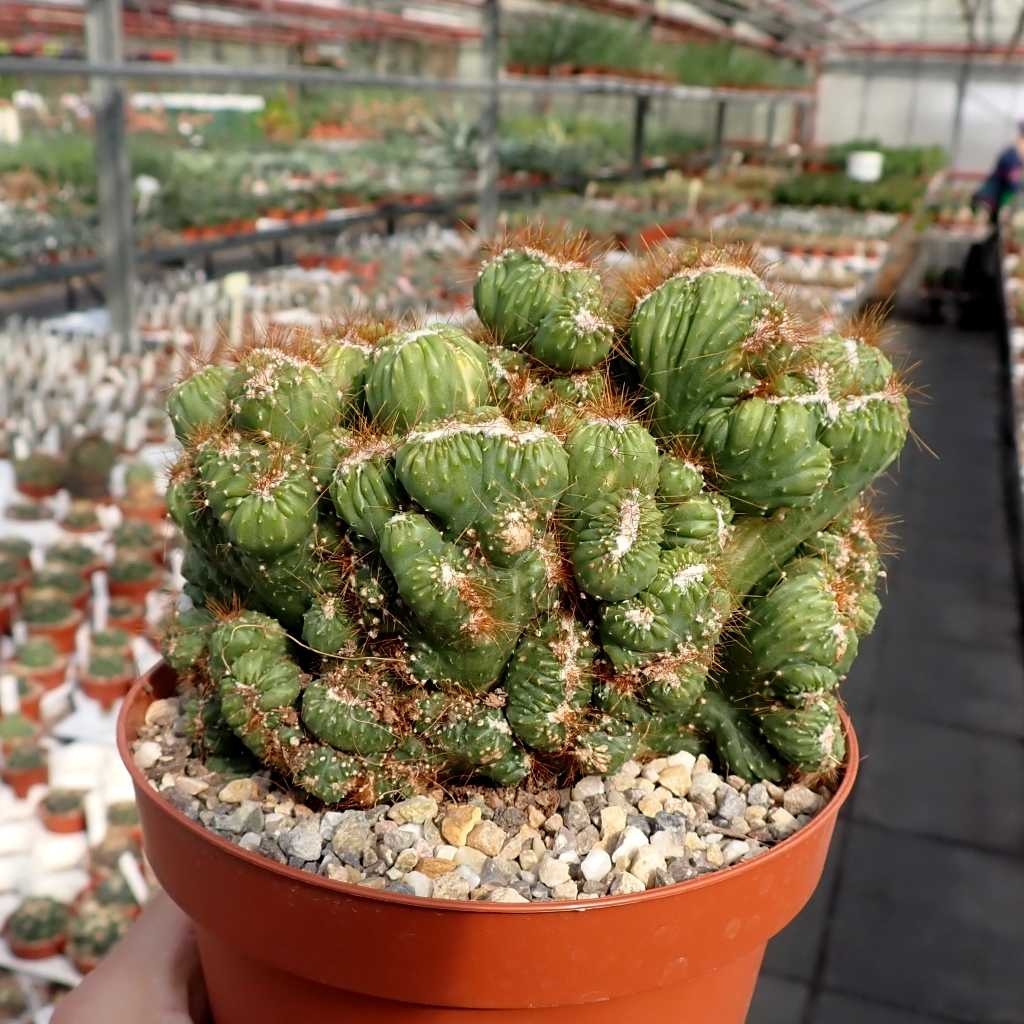 cereus-peruvianus-monstruosus-cristata