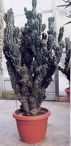 cereus_peruvianus_monstruosus_1