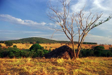 cerrado