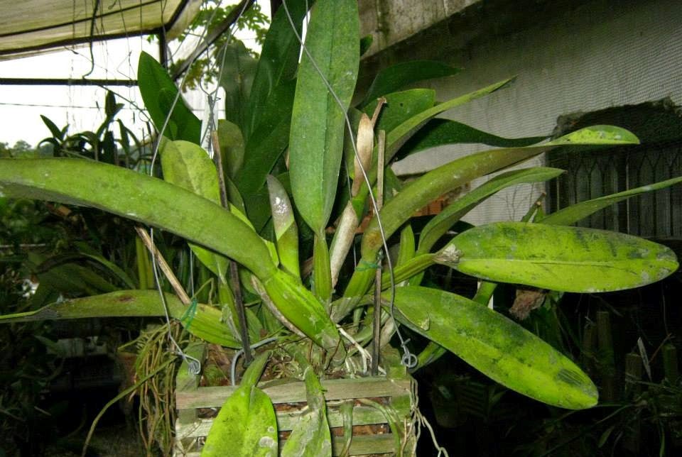 cesta para orquidea