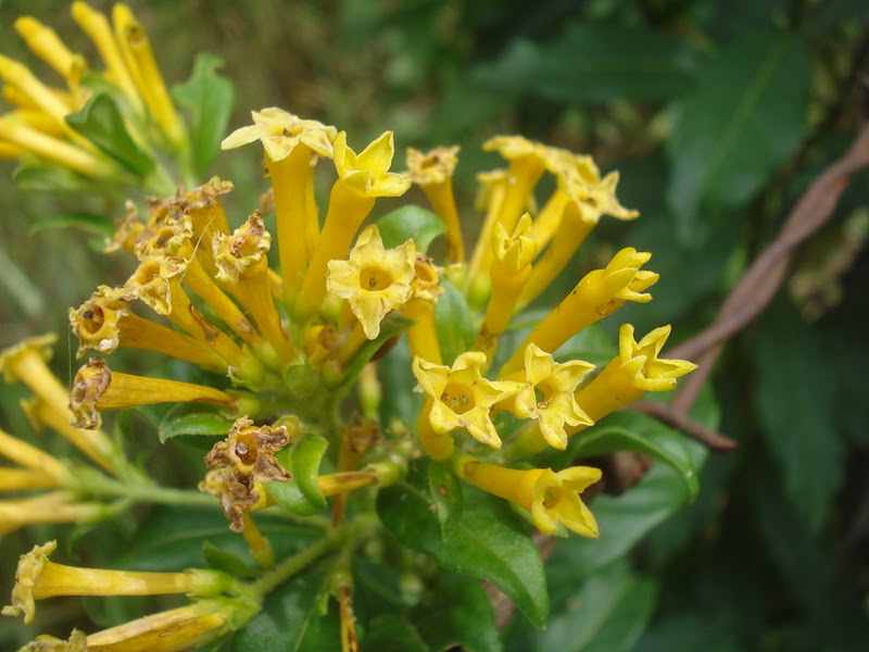 cestrum euanthes