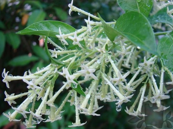 cestrum_nocturnum_1011