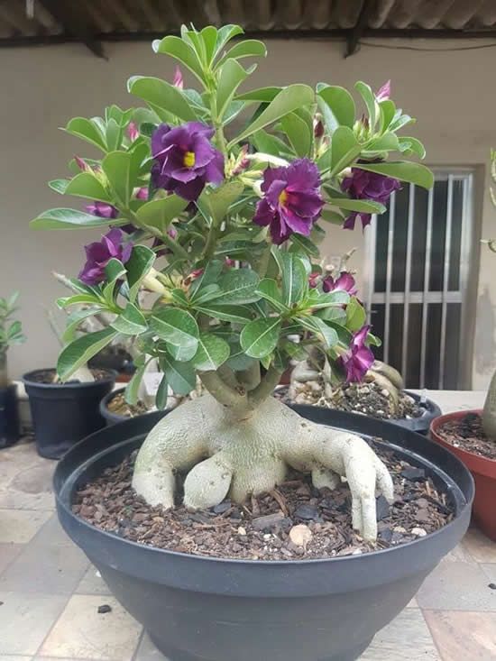 adenium