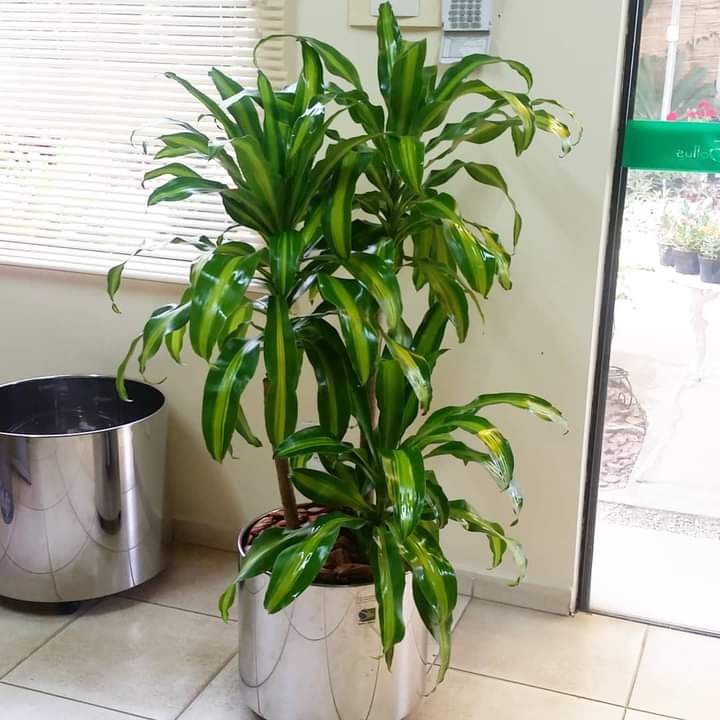 Dracaena fragans 