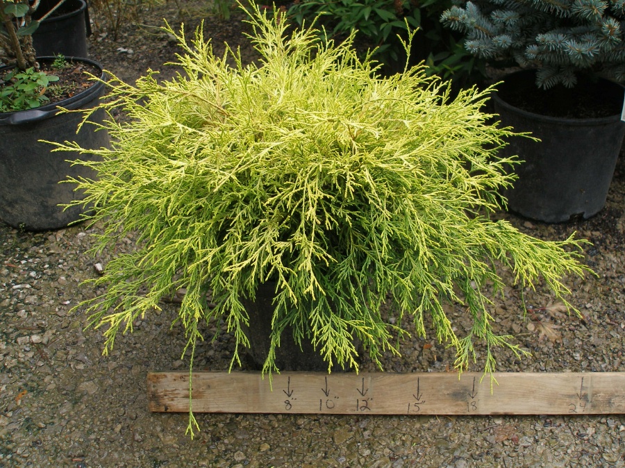 chamaecyparis_pisifera_filifera-aurea