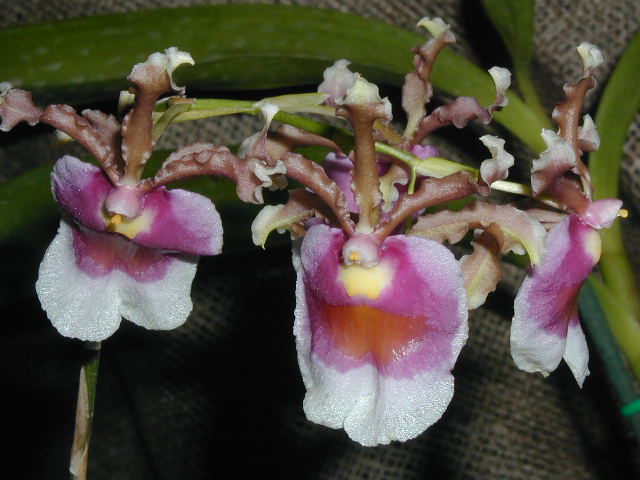 chamaeleorchis_warcsewiczii