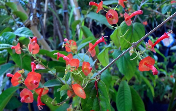 chapeu-chines-holmskioldia-sanguinea