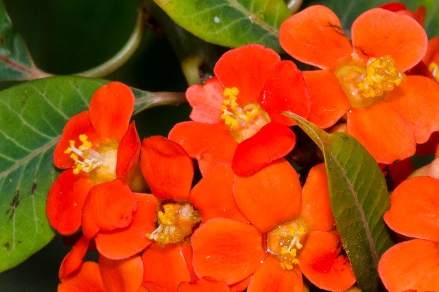 chiquita-bacana
