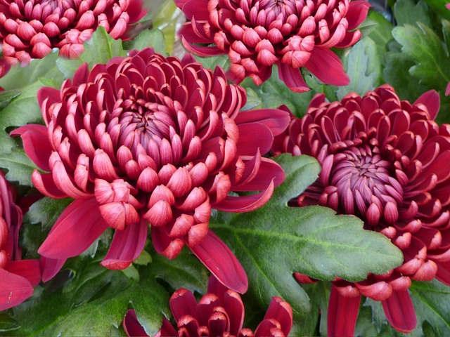 chrysanthemum-72684_640