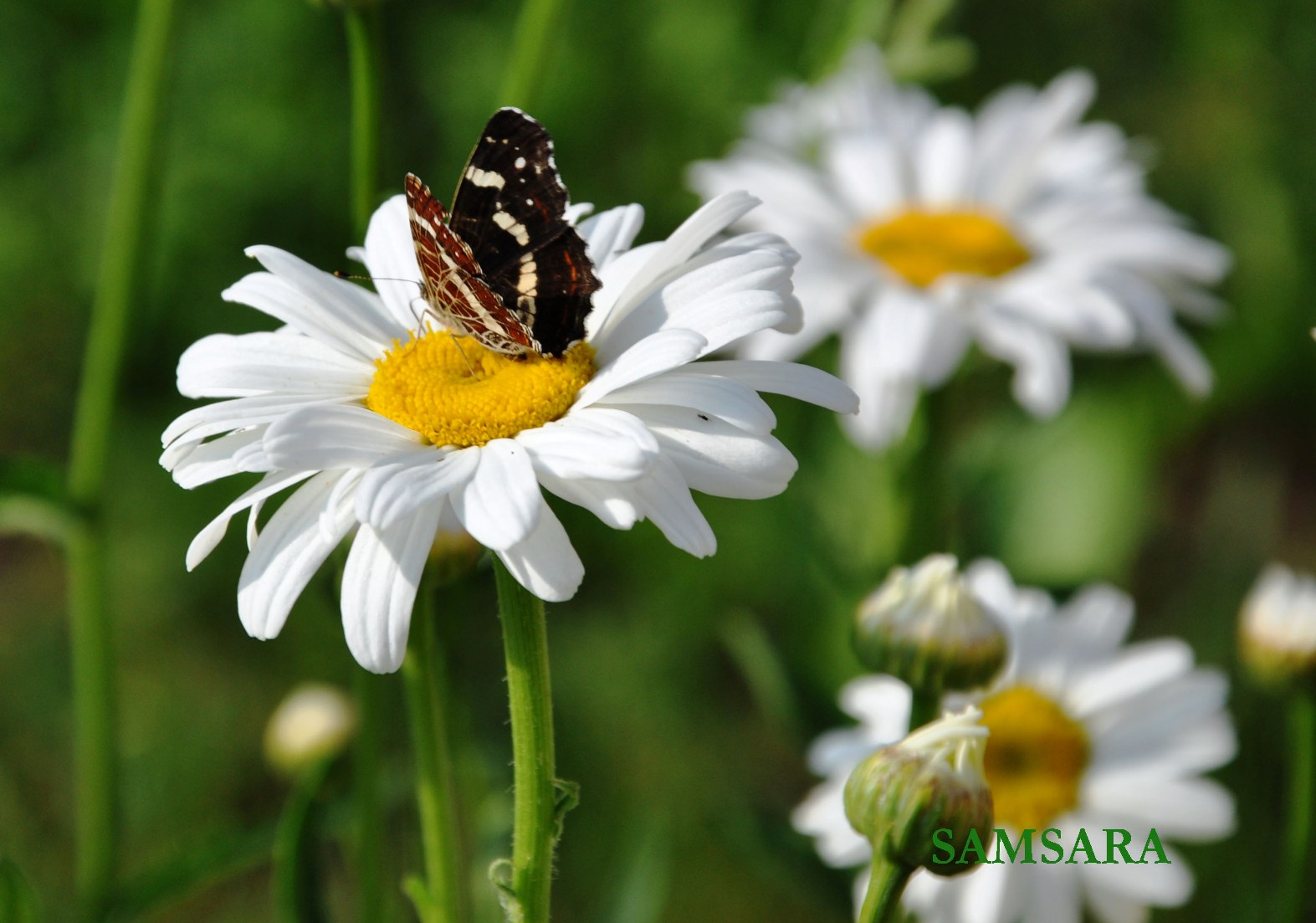 chrysanthemum-leucanthemum